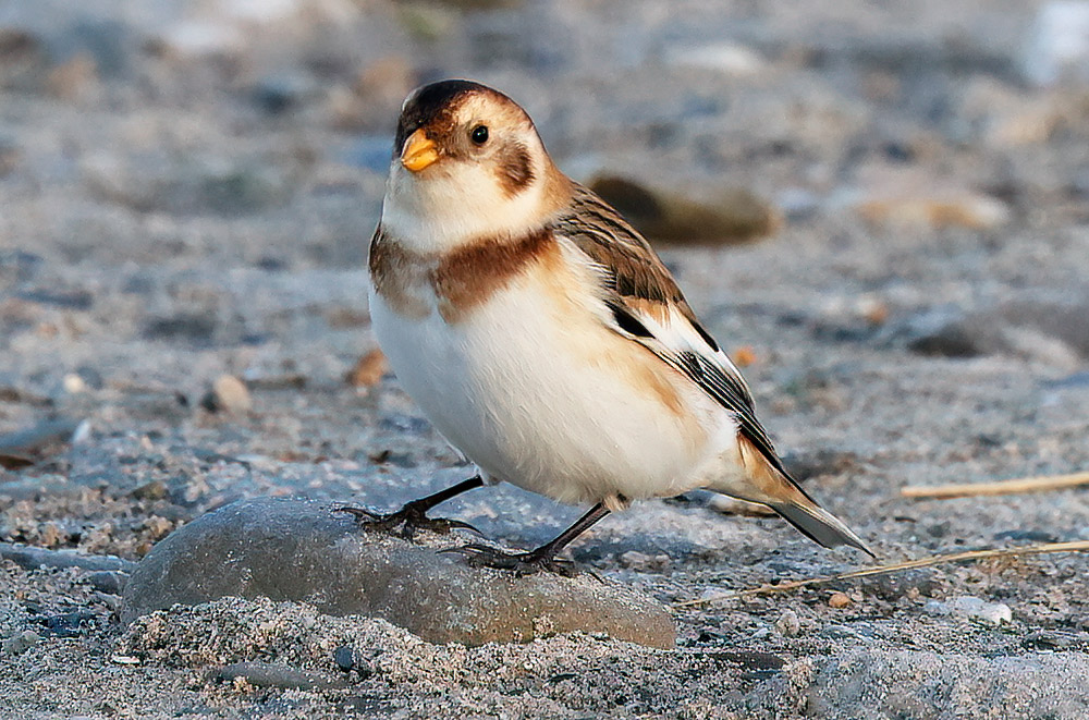 Snow bunting